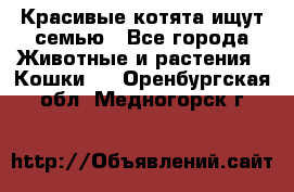 Красивые котята ищут семью - Все города Животные и растения » Кошки   . Оренбургская обл.,Медногорск г.